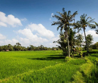 Yoga, Culture & Balinese New Year